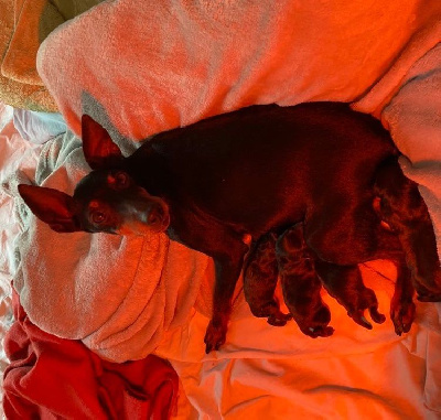 Wisp Fire In Bullsden - English Toy Terrier - Portée née le 23/04/2022